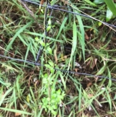 Asparagus asparagoides (Bridal Creeper, Florist's Smilax) at Broulee Moruya Nature Observation Area - 28 Jan 2021 by Tapirlord