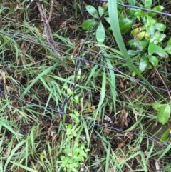 Asparagus asparagoides at Broulee, NSW - 28 Jan 2021