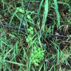 Asparagus asparagoides at Broulee, NSW - 28 Jan 2021