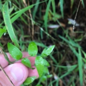 Asparagus asparagoides at Broulee, NSW - 28 Jan 2021