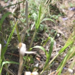 Panicum effusum at Wamboin, NSW - 8 Apr 2021