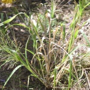 Panicum effusum at Wamboin, NSW - 8 Apr 2021