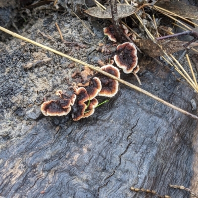 Unidentified Underside smooth or wrinkled/roughened <Stereum etc> at Glenroy, NSW - 1 Jul 2021 by ChrisAllen