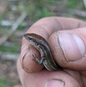 Lampropholis guichenoti at Baranduda, VIC - 11 Jun 2021