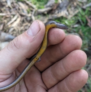 Hemiergis talbingoensis at Baranduda, VIC - 11 Jun 2021