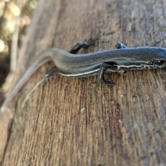 Morethia boulengeri (Boulenger's Skink) at Wodonga - 11 Jun 2021 by ChrisAllen