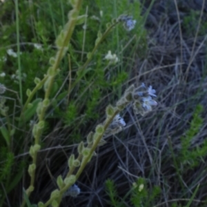 Cynoglossum australe at Bobundara, NSW - 14 Nov 2020 02:26 PM