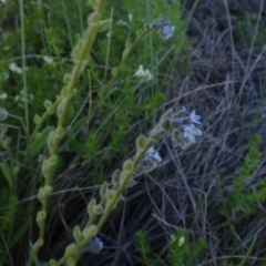 Cynoglossum australe (Australian Forget-me-not) at Bobundara, NSW - 14 Nov 2020 by JanetRussell
