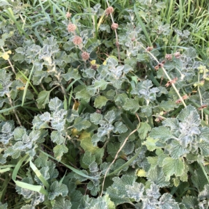 Marrubium vulgare at Hughes, ACT - 4 Jul 2021 03:00 PM