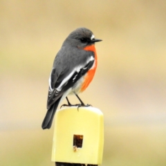 Petroica phoenicea (Flame Robin) at Lions Youth Haven - Westwood Farm A.C.T. - 2 Jul 2021 by HelenCross