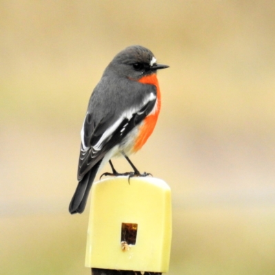 Petroica phoenicea (Flame Robin) at Lions Youth Haven - Westwood Farm - 2 Jul 2021 by HelenCross