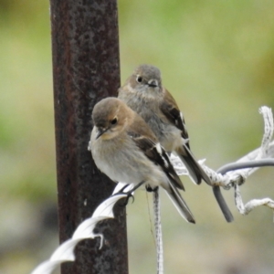 Petroica phoenicea at Stromlo, ACT - suppressed