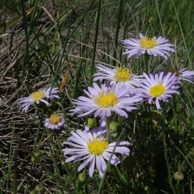 Brachyscome rigidula (Hairy Cut-leaf Daisy) at Bobundara, NSW - 14 Nov 2020 by JanetRussell