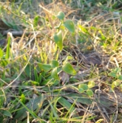 Asparagus asparagoides (Bridal Creeper, Florist's Smilax) at Goulburn, NSW - 30 Jun 2021 by Rixon