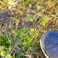 Asparagus asparagoides at Goulburn, NSW - 30 Jun 2021 04:18 PM