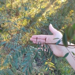 Indigofera australis subsp. australis (Australian Indigo) at Rocky Hill War Memorial Park and Bush Reserve - 30 Jun 2021 by Rixon