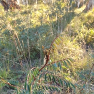 Indigofera australis subsp. australis at Goulburn, NSW - 30 Jun 2021