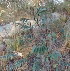 Indigofera australis subsp. australis at Goulburn, NSW - 30 Jun 2021