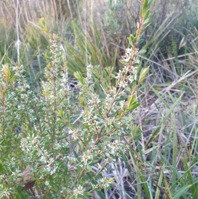 Leucopogon sp. (A Beard-heath) at Rocky Hill War Memorial Park and Bush Reserve - 30 Jun 2021 by Rixon