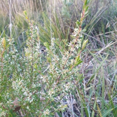 Leucopogon or Styphelia sp. (A Beard-heath) at Goulburn, NSW - 30 Jun 2021 by Rixon