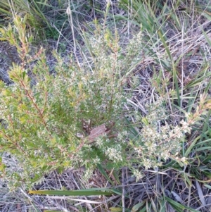 Leucopogon sp. at Goulburn, NSW - 30 Jun 2021