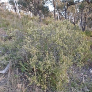 Leucopogon sp. at Goulburn, NSW - 30 Jun 2021