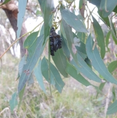 Perginae sp. (subfamily) (Unidentified pergine sawfly) at Rocky Hill War Memorial Park and Bush Reserve - 30 Jun 2021 by Rixon