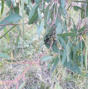 Perginae sp. (subfamily) at Goulburn, NSW - 30 Jun 2021 04:06 PM