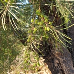 Persoonia linearis at Goulburn, NSW - 30 Jun 2021