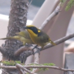 Lichenostomus melanops (Yellow-tufted Honeyeater) at Calwell, ACT - 28 May 2018 by ROWLAD