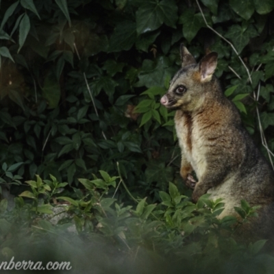 Trichosurus vulpecula (Common Brushtail Possum) at Hughes, ACT - 14 Jun 2021 by JonSteinbeck