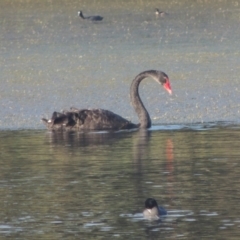 Cygnus atratus (Black Swan) at Isabella Plains, ACT - 4 Apr 2021 by michaelb