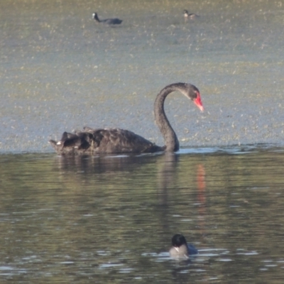 Cygnus atratus (Black Swan) at Upper Stranger Pond - 4 Apr 2021 by michaelb