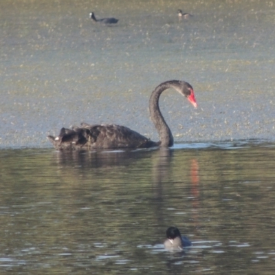 Cygnus atratus (Black Swan) at Isabella Plains, ACT - 4 Apr 2021 by MichaelBedingfield