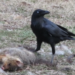 Corvus coronoides at Forrest, ACT - 4 Jul 2021