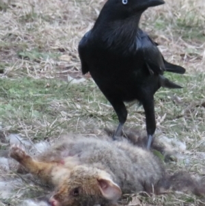 Corvus coronoides at Forrest, ACT - 4 Jul 2021