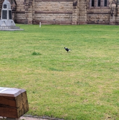 Gymnorhina tibicen (Australian Magpie) at Albury - 4 Jul 2021 by Darcy