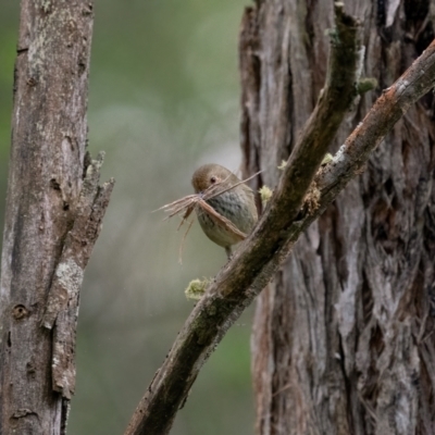 Acanthiza pusilla (Brown Thornbill) at Bungonia National Park - 2 Jul 2021 by trevsci