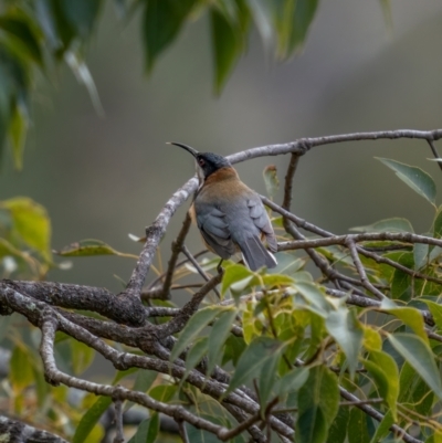 Acanthorhynchus tenuirostris (Eastern Spinebill) at Bungonia State Conservation Area - 2 Jul 2021 by trevsci