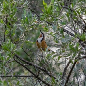 Acanthorhynchus tenuirostris at Bungonia, NSW - 2 Jul 2021