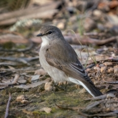 Microeca fascinans (Jacky Winter) at Bungonia, NSW - 2 Jul 2021 by trevsci