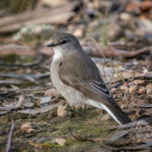 Microeca fascinans at Bungonia, NSW - 2 Jul 2021