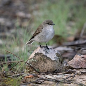 Microeca fascinans at Bungonia, NSW - 2 Jul 2021