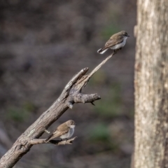 Microeca fascinans at Bungonia, NSW - 2 Jul 2021