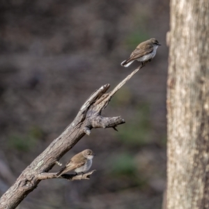 Microeca fascinans at Bungonia, NSW - 2 Jul 2021