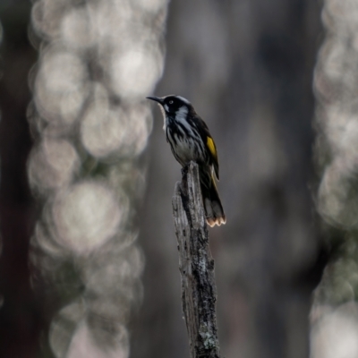 Phylidonyris novaehollandiae (New Holland Honeyeater) at Bungonia, NSW - 2 Jul 2021 by trevsci