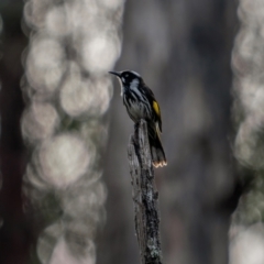 Phylidonyris novaehollandiae (New Holland Honeyeater) at Bungonia State Conservation Area - 2 Jul 2021 by trevsci