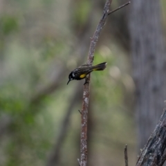 Phylidonyris novaehollandiae at Bungonia, NSW - 2 Jul 2021