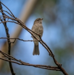 Pachycephala pectoralis (Golden Whistler) at Bungonia, NSW - 2 Jul 2021 by trevsci