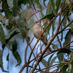 Pachycephala pectoralis at Bungonia, NSW - 2 Jul 2021